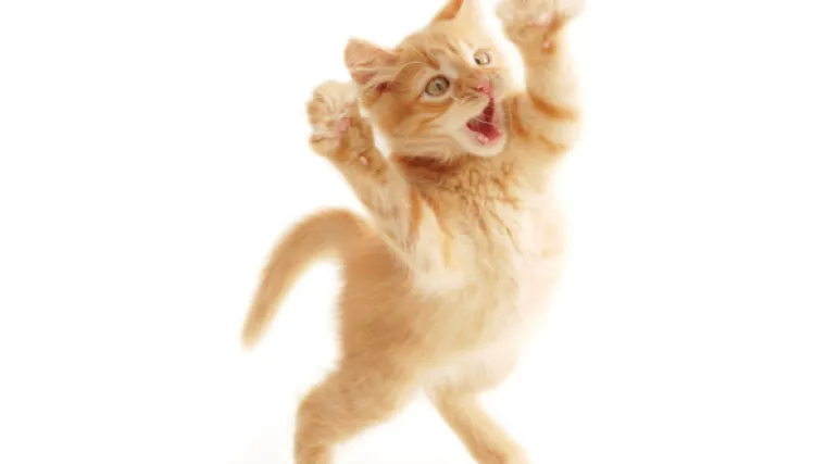 Milijardera ubio gula&scaron; od mačjeg mesa