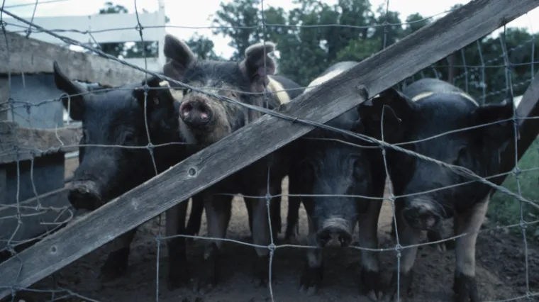 Izgladnjele svinje pojele mrtvog starca