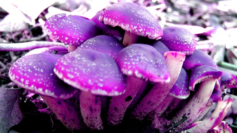 Psihodeličnim gljivama uljepšajte svoj život!