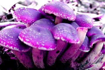 Psihodeličnim gljivama uljepšajte svoj život!