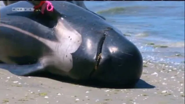 Hoće li umirući kitovi uspjeti otplivati u spas?