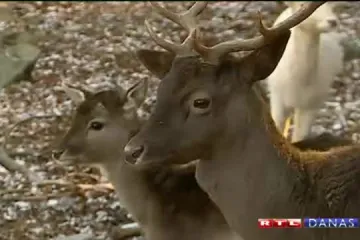 Pogledajte preslatku albino srnu