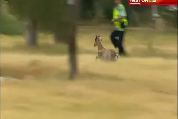 Odbjegla koza satima natjeravala policajce