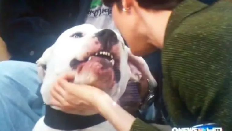 Voditeljicu pas ugrizao za lice usred emisije uživo