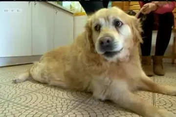 Akupuntura za kućne ljubimce