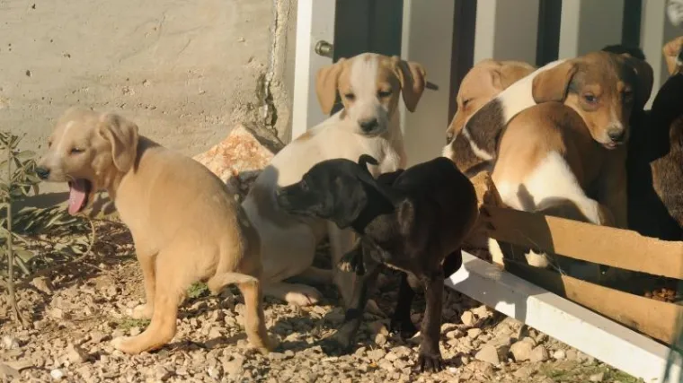 Užasno: Pronađeno stotinu mrtvih pasa u garaži