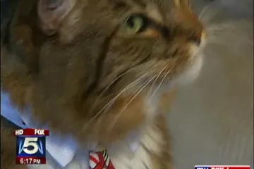 Mačak se kandidira za američki senat