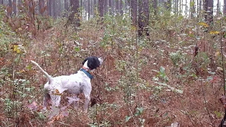 Dječak vezao psa za stablo i tukao ga kolcem