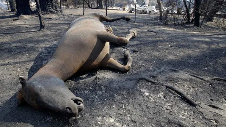 Hit-serija propala zbog mrtvih konja