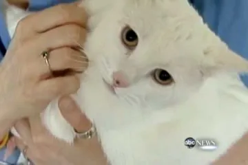 Mačka preživjela pad s 19. kata