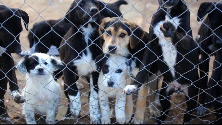 Stravičan slučaj zlostavljanja životinja u Gračacu