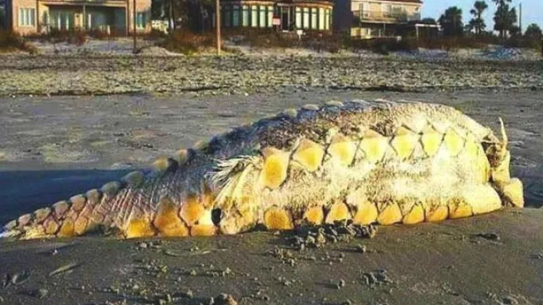 Le&scaron;ina čudnovate životinje &scaron;okirala okupljene