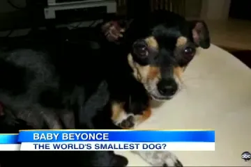 Upoznajte Beyonce, najmanje štene na svijetu!