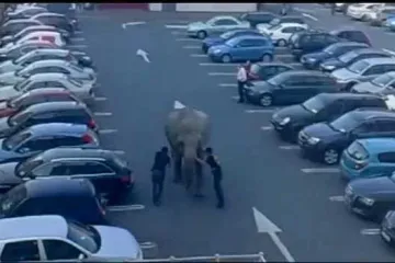 Slonica pobjegla iz cirkusa