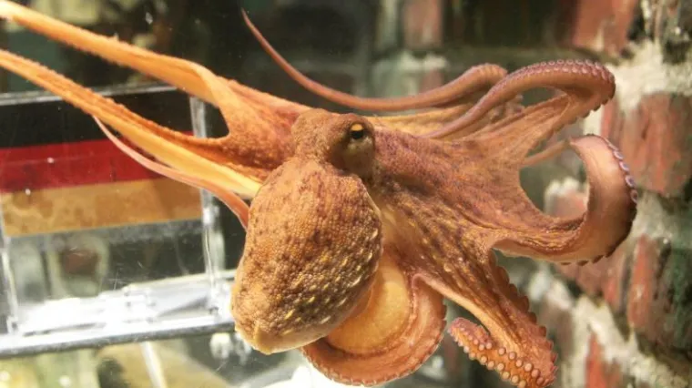 Počinio gotovo savr&scaron;en zločin uz pomoć hobotnice