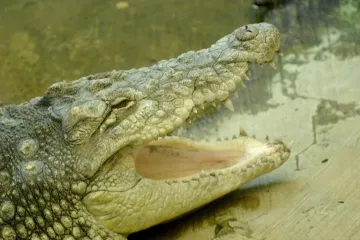 Elton John dobio krokodila na poklon!