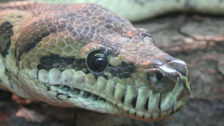 Upozorenje građanima: Zmije su posvuda oko nas!