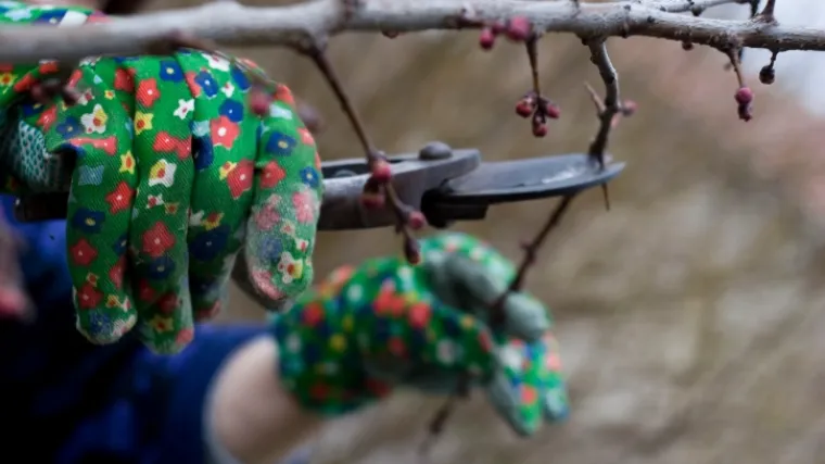 Pilila granu, izazvala strujni udar i poginula