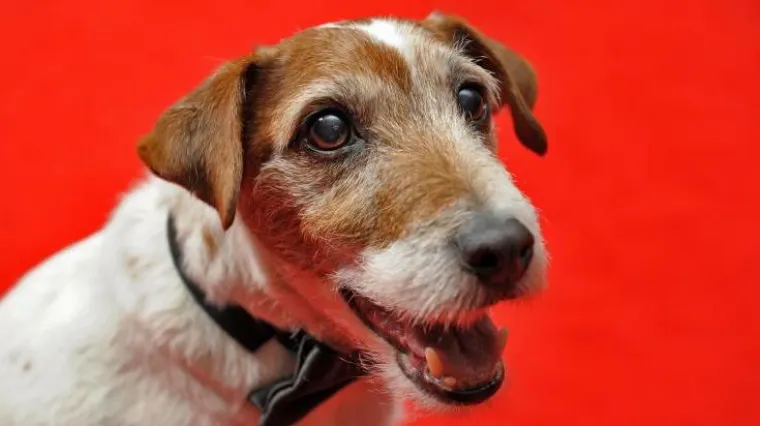 Pas 'pi&scaron;e' knjigu o svom životu!