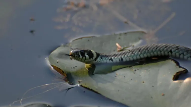 Bjelouška izazvala pomutnju u osječkoj bolnici