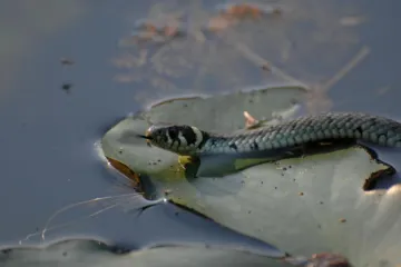 Bjelouška izazvala pomutnju u osječkoj bolnici