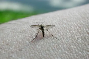 Osječani, pripremite se za rat s komarcima!