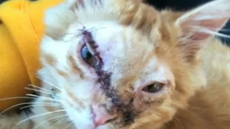 Teror nad mačkama i psima nikako da prestane