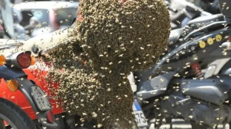 Pčele zadaju velike muke Beograđanima