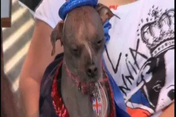 Upoznajte Muglyja, najružnijeg psa na svijetu!