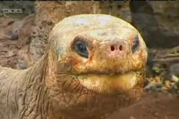 Uginula životinjska legenda George