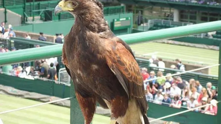 Ukraden 'čuvar neba', simbol Wimbledona