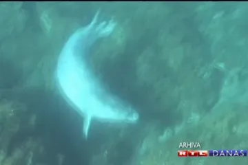 Dirljiva snimka odmora rijetke životinje