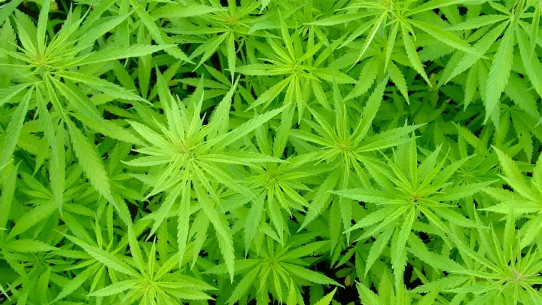 Policija u gumama otkrila 250 kilograma marihuane