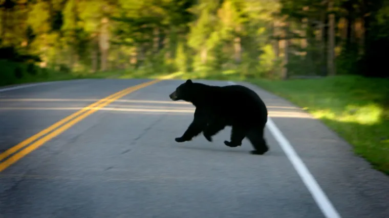 Medo stradao na autocesti