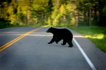 Medo stradao na autocesti