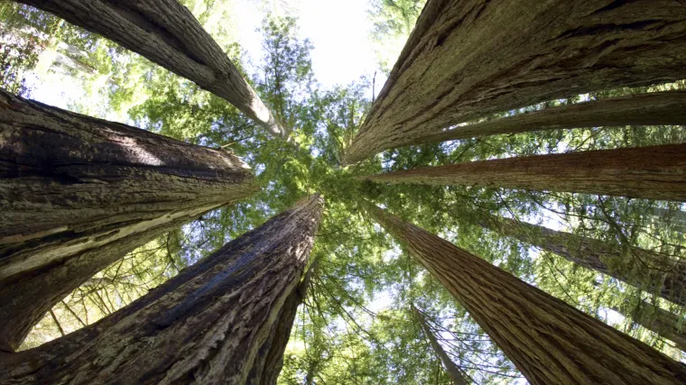 Poginuo izvlačeći stabla iz &scaron;ume