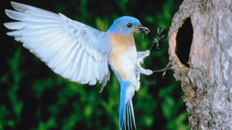 Vandali upali u zoolo&scaron;ki vrt i pobili rijetke ptice