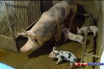 Panika u Slavoniji: Nema kiše, ali ni - odojaka!