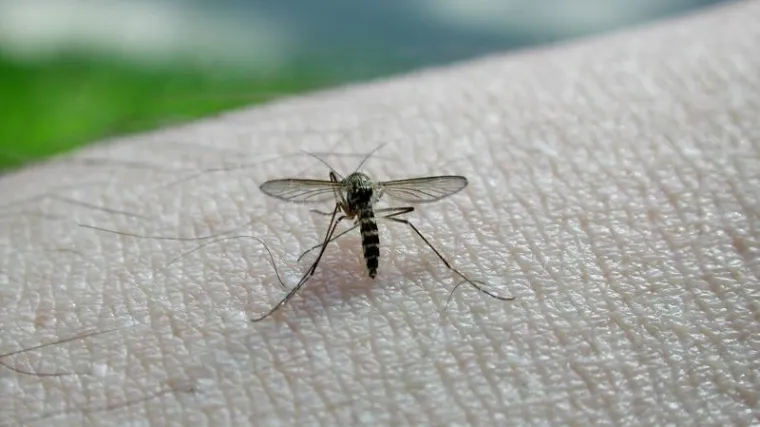 Deset ljudi umrlo od virusa kojeg prenose komarci
