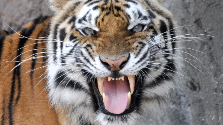 Tigar u njemačkom ZOO-u do smrti izgrizao čuvaricu