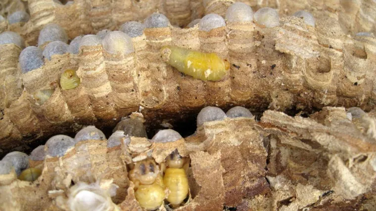 Octom spasila muža kojeg je izbo roj str&scaron;ljena