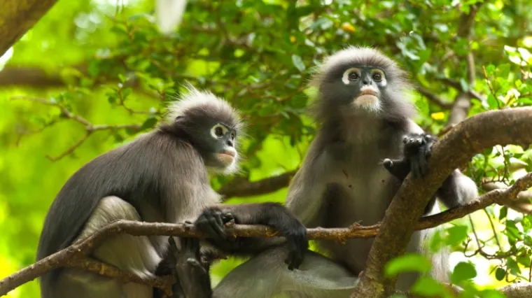 Ubio sina jer je mislio da je majmun!