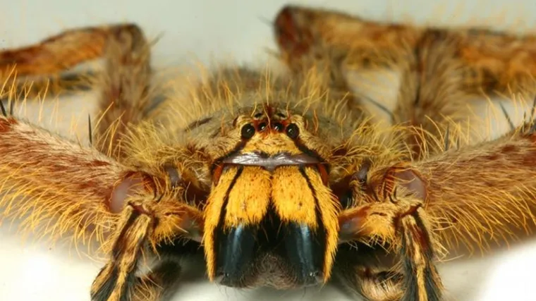 U avionu je ugrizao otrovni pauk, jedva preživjela