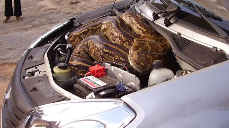 Ispod haube im se 'sakrio' piton dug pet metara!