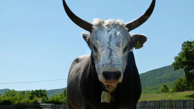 Podivljali bik napao i ubio mu&scaron;karca!