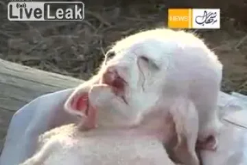 Otkrili misteriozno stvorenje s osam nogu!