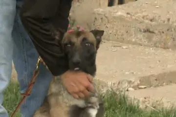 Kujica postala šerif!