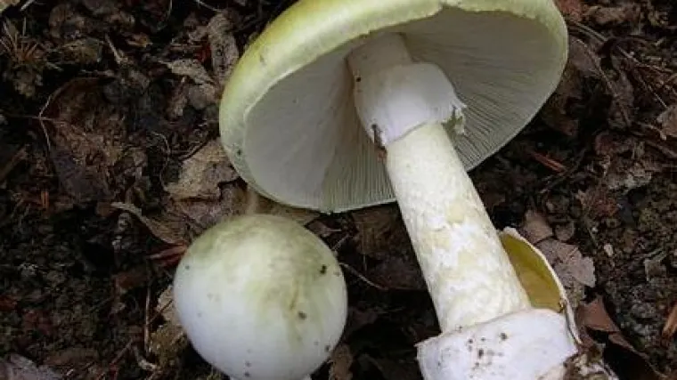 Slovenka se bori za život nakon konzumiranja otrovne gljive