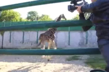 Kako su se žirafe našle usred homofobnog ispada