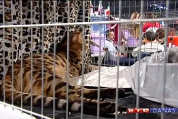 Zagreb je pod opsadom mačaka, bira se najljepša!